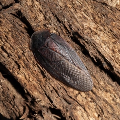 Laxta granicollis (Common bark or trilobite cockroach) at Umbagong District Park - 31 Aug 2020 by Roger