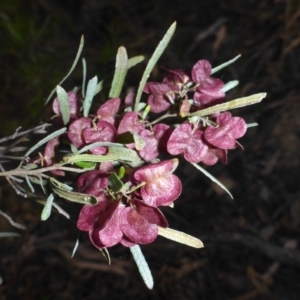 Dodonaea viscosa at Conder, ACT - 14 Nov 2017 04:47 PM