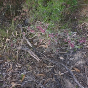 Dodonaea viscosa at Conder, ACT - 14 Nov 2017 04:47 PM