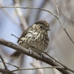 Pyrrholaemus sagittatus (Speckled Warbler) at Illilanga & Baroona - 2 Dec 2019 by Illilanga