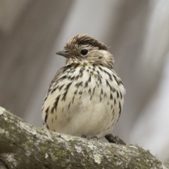 Pyrrholaemus sagittatus at Michelago, NSW - 2 Dec 2019