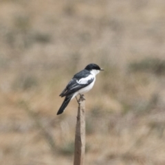 Lalage tricolor (White-winged Triller) at Illilanga & Baroona - 2 Dec 2019 by Illilanga