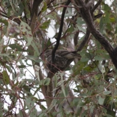 Lalage tricolor (White-winged Triller) at Michelago, NSW - 7 Jan 2012 by Illilanga