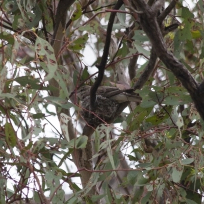 Lalage tricolor (White-winged Triller) at Michelago, NSW - 7 Jan 2012 by Illilanga