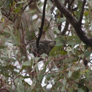 Lalage tricolor at Michelago, NSW - 8 Jan 2012 10:06 AM