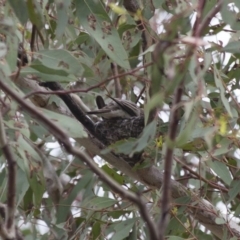 Lalage tricolor at Michelago, NSW - 8 Jan 2012 10:06 AM