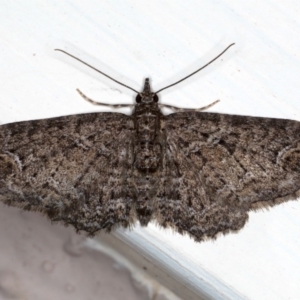 Chloroclystis filata at Ainslie, ACT - 30 Aug 2020