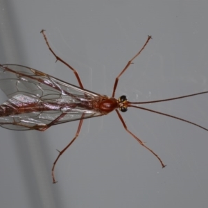 Netelia sp. (genus) at Ainslie, ACT - 30 Aug 2020