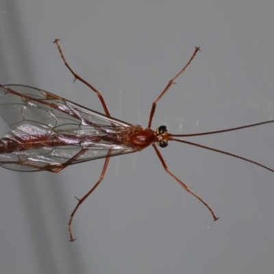 Netelia sp. (genus) (An Ichneumon wasp) at Ainslie, ACT - 30 Aug 2020 by jb2602