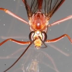 Netelia sp. (genus) at Ainslie, ACT - 30 Aug 2020