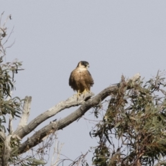 Falco longipennis (Australian Hobby) at Michelago, NSW - 15 Jun 2020 by Illilanga