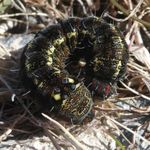 Apina callisto at Kambah, ACT - 30 Aug 2020 12:06 PM