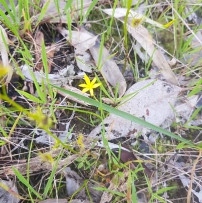 Pauridia vaginata (Yellow Star) at Albury - 29 Aug 2020 by erika