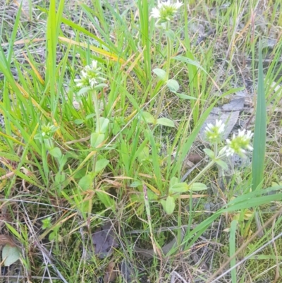 Cerastium glomeratum (Sticky Mouse-ear Chickweed) at Albury - 30 Aug 2020 by erika