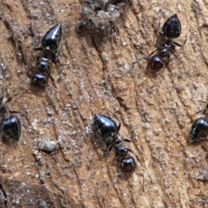 Crematogaster sp. (genus) at Kambah, ACT - 30 Aug 2020 02:48 PM