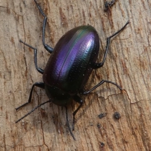 Chalcopteroides columbinus at Kambah, ACT - 30 Aug 2020 02:50 PM