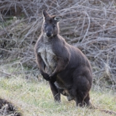 Osphranter robustus robustus (Eastern Wallaroo) at Michelago, NSW - 10 Aug 2020 by Illilanga