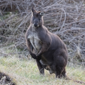 Osphranter robustus at Michelago, NSW - 10 Aug 2020