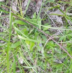 Brunonia australis (Blue Pincushion) at West Albury, NSW - 30 Aug 2020 by erika