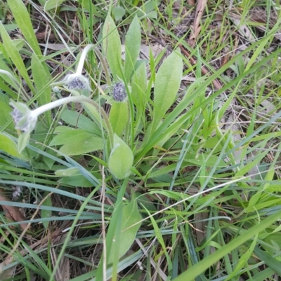 Brunonia australis (Blue Pincushion) at Albury - 30 Aug 2020 by erika