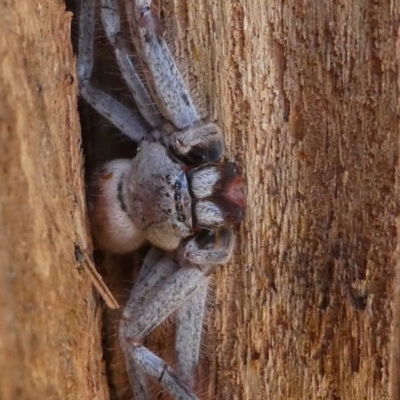 Isopeda (genus) (Huntsman Spider) at Kambah, ACT - 30 Aug 2020 by HarveyPerkins