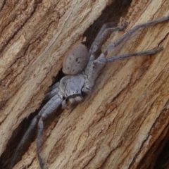 Isopeda sp. (genus) at Kambah, ACT - 30 Aug 2020 02:46 PM