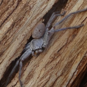 Isopeda sp. (genus) at Kambah, ACT - 30 Aug 2020 02:46 PM