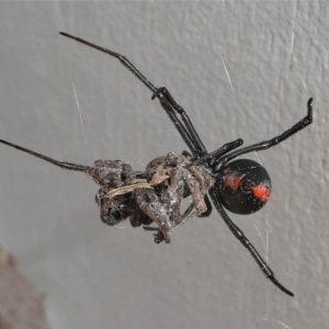 Latrodectus hasselti at Kambah, ACT - 30 Aug 2020