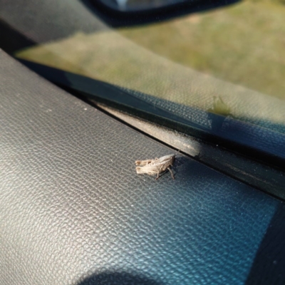 Caledia captiva (grasshopper) at Dunlop, ACT - 31 Aug 2020 by Kym