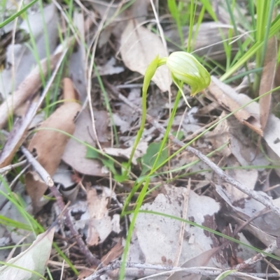 Pterostylis nutans (Nodding Greenhood) at Albury - 30 Aug 2020 by erika