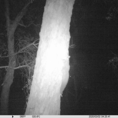 Petaurus norfolcensis (Squirrel Glider) at Thurgoona, NSW - 1 Mar 2020 by DMeco