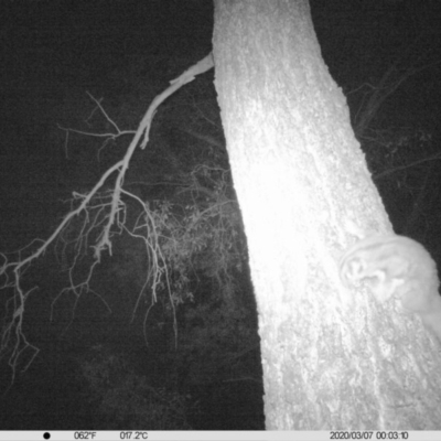 Petaurus norfolcensis (Squirrel Glider) at Thurgoona, NSW - 7 Mar 2020 by DMeco