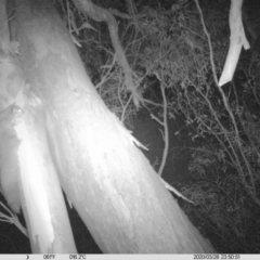 Petaurus norfolcensis (Squirrel Glider) at Thurgoona, NSW - 28 Mar 2020 by DMeco