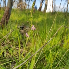 Arthropodium strictum (Chocolate Lily) at Albury, NSW - 27 Aug 2020 by erika