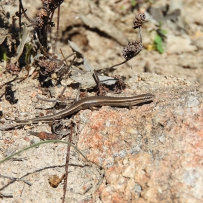 Morethia boulengeri (Boulenger's Skink) at Fisher, ACT - 29 Aug 2020 by MatthewFrawley