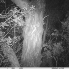 Petaurus norfolcensis (Squirrel Glider) at Thurgoona, NSW - 17 Mar 2020 by DMeco