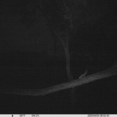 Petaurus norfolcensis (Squirrel Glider) at Table Top, NSW - 4 Apr 2020 by DMeco