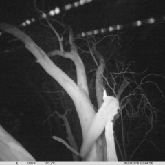 Petaurus norfolcensis (Squirrel Glider) at Table Top, NSW - 18 Mar 2020 by DMeco