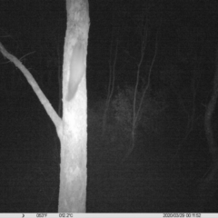 Petaurus norfolcensis (Squirrel Glider) at Thurgoona, NSW - 29 Mar 2020 by DMeco