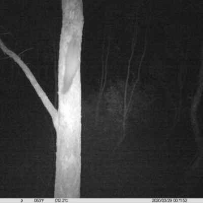 Petaurus norfolcensis (Squirrel Glider) at Thurgoona, NSW - 29 Mar 2020 by DMeco