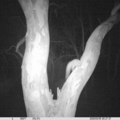 Petaurus norfolcensis (Squirrel Glider) at Monitoring Site 054 - Remnant - 16 Mar 2020 by DMeco