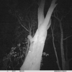 Petaurus norfolcensis (Squirrel Glider) at Ettamogah, NSW - 21 Mar 2020 by DMeco