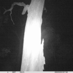 Petaurus norfolcensis (Squirrel Glider) at Monitoring Site 064 - Remnant - 28 Mar 2020 by DMeco