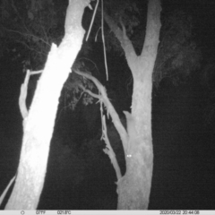 Petaurus norfolcensis (Squirrel Glider) at Table Top, NSW - 22 Mar 2020 by DMeco