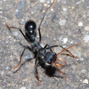 Myrmecia tarsata at Paddys River, ACT - 30 Aug 2020 11:00 AM