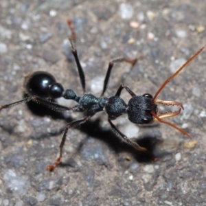 Myrmecia tarsata at Paddys River, ACT - 30 Aug 2020