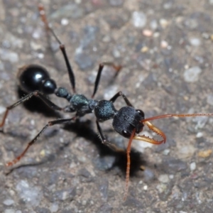 Myrmecia tarsata at Paddys River, ACT - 30 Aug 2020