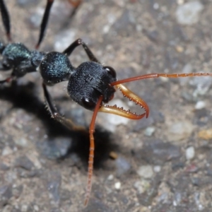 Myrmecia tarsata at Paddys River, ACT - 30 Aug 2020 11:00 AM