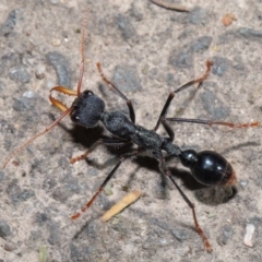 Myrmecia tarsata (Bull ant or Bulldog ant) at Paddys River, ACT - 30 Aug 2020 by TimL