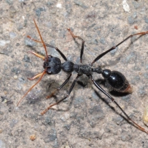 Myrmecia tarsata at Paddys River, ACT - 30 Aug 2020